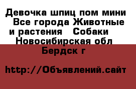 Девочка шпиц пом мини - Все города Животные и растения » Собаки   . Новосибирская обл.,Бердск г.